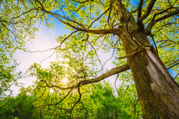 Fototapeta premium Spring Sun Shining Through Canopy Of Tall Oak Trees. Upper Branc