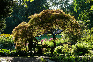 Baum im Stadtpark Hannover