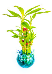  green tree over  white background