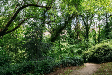 Fototapeta premium Stone Pathway Walkway Lane Path With Green Trees And Bushes In P