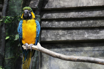 A  blue-yellow parrot sitting on a branch in jungle