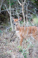 Inyala in the bush