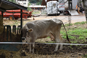 mucca mangiatoia latte mucche stalla 