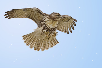 Red-tailed Hawk hovering above prey
