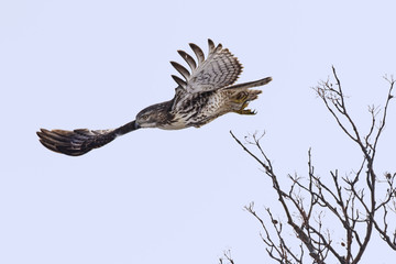 Red-tailed Hawk dives after prey