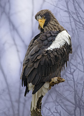 Alert Steller's Sea-Eagle perched in a tree