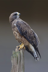 Side vertical view of a Swainsons Hawk