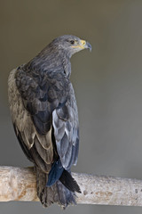 Vertical view of a Tawny Eagle