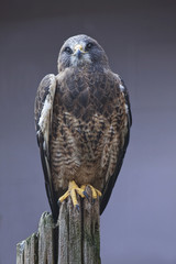 Front vertical view of a Swainsons Hawk