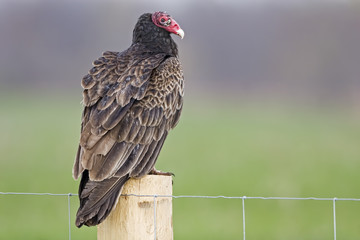 Turkey Vulture perched on a fence post