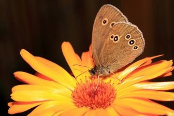 Augenfalter, Schmetterling, satyrinae,