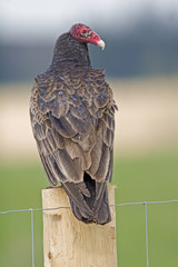Vertical of a Turkey Vulture perched on a fence post
