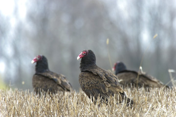 Group of Turkey Vultures in an open field