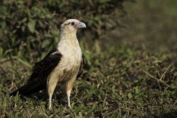 Yellow-headed Caracara on the ground