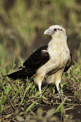Vertical of a Yellow-headed Caracara on the ground