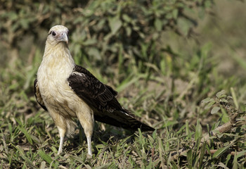 Alert Yellow-headed Caracara on the ground