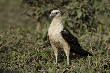 Relaxed Yellow-headed Caracara on the ground