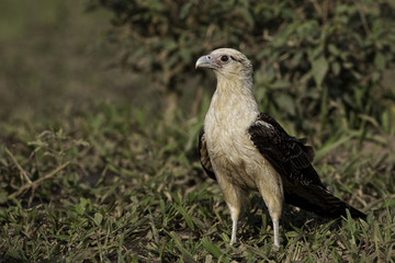 Hunting Yellow-headed Caracara on the ground