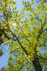 Sunny Canopy Of Tall Trees. Sunlight In Deciduous Forest, Summer