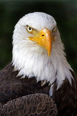 Portrait of a Bald Eagle