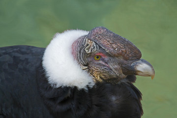 Closeup  view of an Andean Condor on the ground