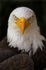 Portrait of a Haliaeetus leucocephalus, Bald Eagle
