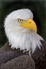 Portrait of a Bald Eagle, Haliaeetus leucocephalus