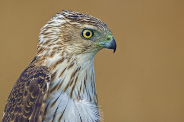 Side Portrait view of a Coopers Hawk