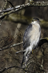 Vertical of a hunting Coopers Hawk perched in a tree