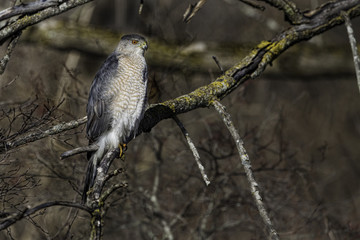 Hunting Coopers Hawk perched in a tree