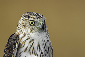 Portrait view of a Coopers Hawk