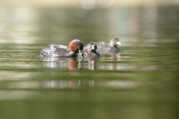 Little Grebe with nestlings