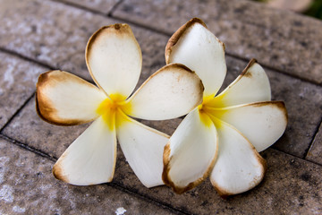 frangipani flowers on on the ground