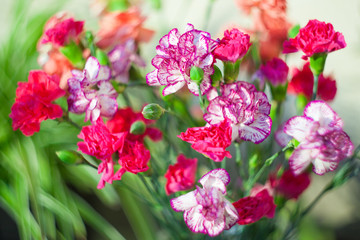 Obraz premium Carnation dianthus in bouquet, macro blur by helios, tender colors of carnation