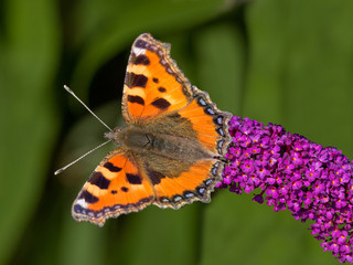 Small tortoiseshell (Aglais urticae) on  summer lilac and green