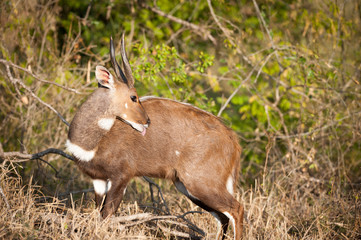 Bushbuck in the bush