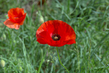 Red poppy in the green field
