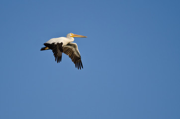 American White Pelican Flying in a Blue Sky