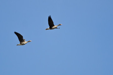 Pair of Greater White-Fronted Geese Flying in a Blue Sky