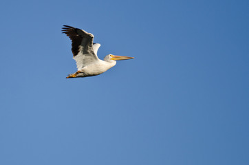American White Pelican Flying in a Blue Sky