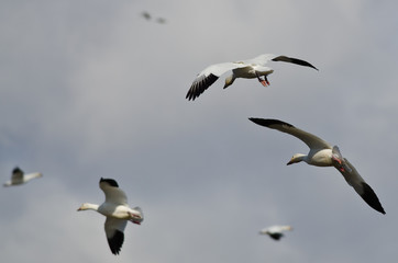 Pair of Snow Geese Coming In For a Landing