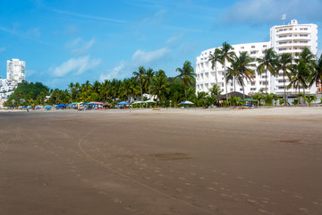 Beach and Palm Trees