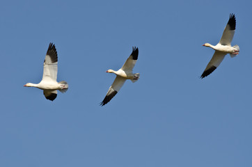 Three Snow Geese Flying in a Blue Sky