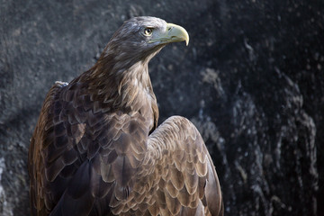 eagle looking to the side