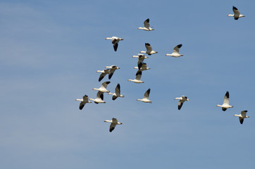 Flock of Snow Geese Flying in a Blue Sky
