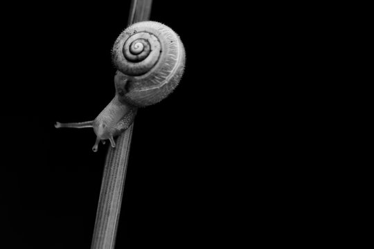 Little snail