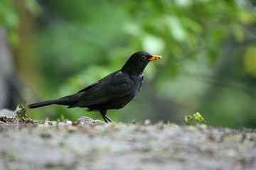 a bird with an insect in its beak