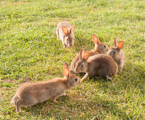 Little rabbits on the grass