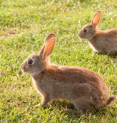 Little rabbits on the grass