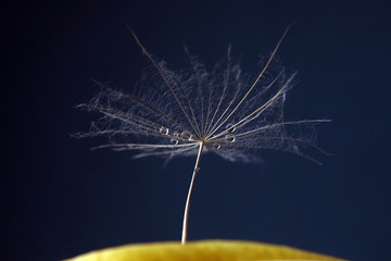 water drops on a dandelion